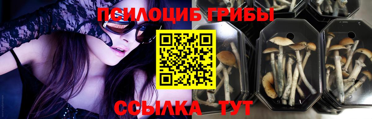 Галлюциногенные грибы Psilocybine cubensis  Вход с VPN  Карпинск 
